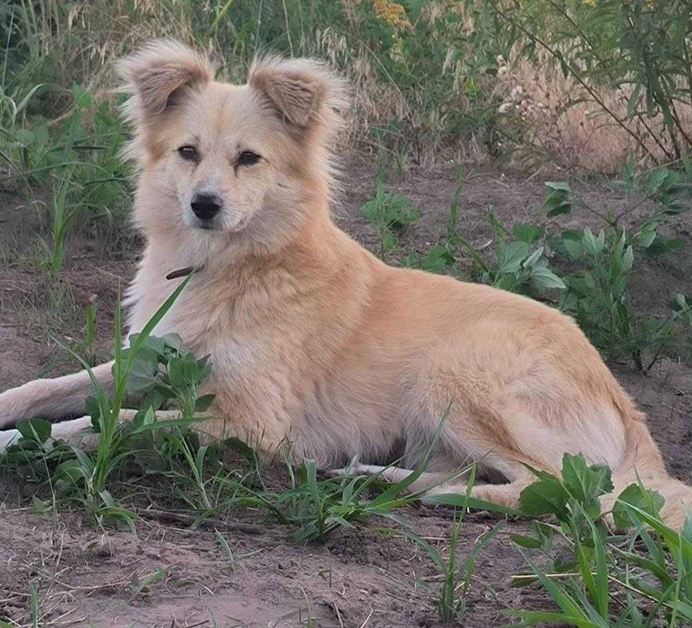 Київ! Увага! Шукаємо Жульєт