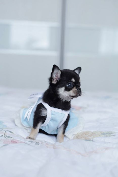 Chihuahua FCI dziewczynka