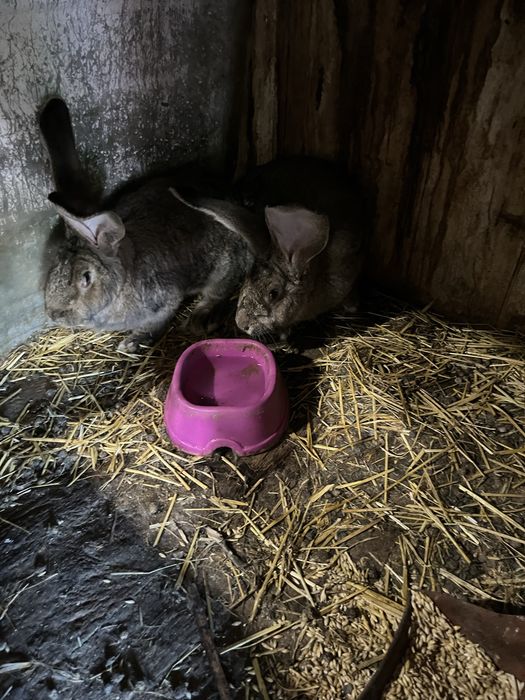 Кролі породи Фландер