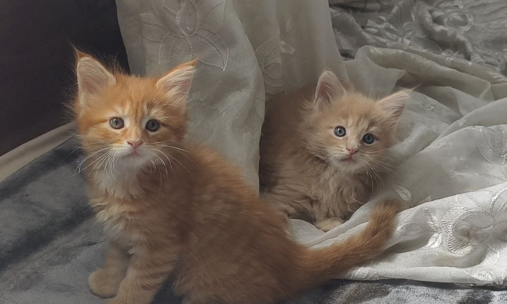 Котята Мейн Кун. Продам.