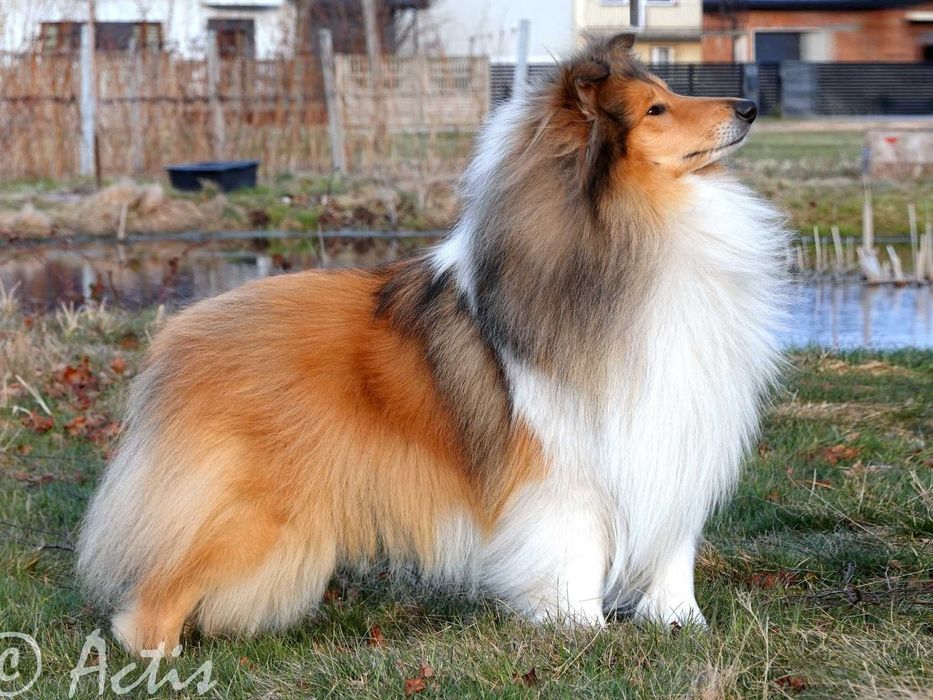 COLLIE Owczarek Szkocki piesek po Championach