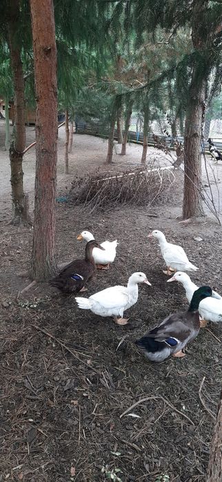 Kaczki ruańskie para