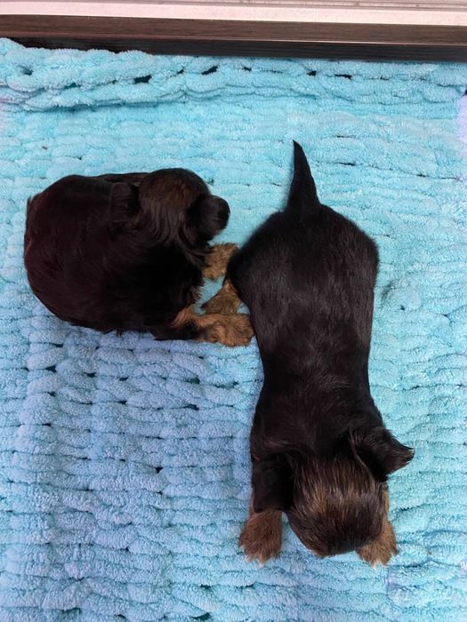 Міні Йорки 2 хлопчика