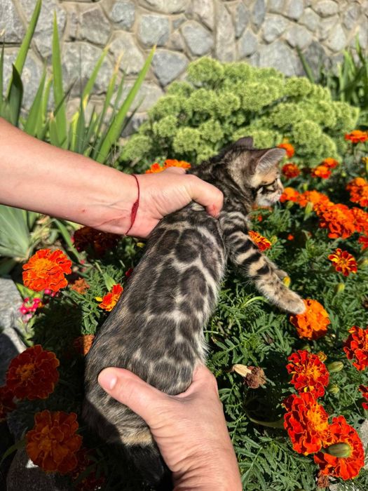 Бенгальські кошенята