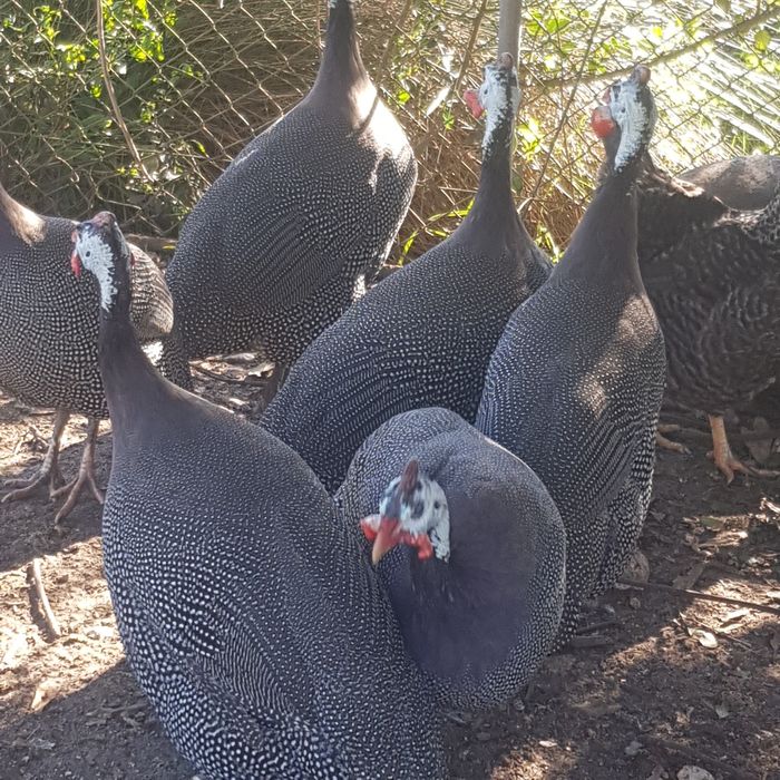 Fracas/galinhas de Angola