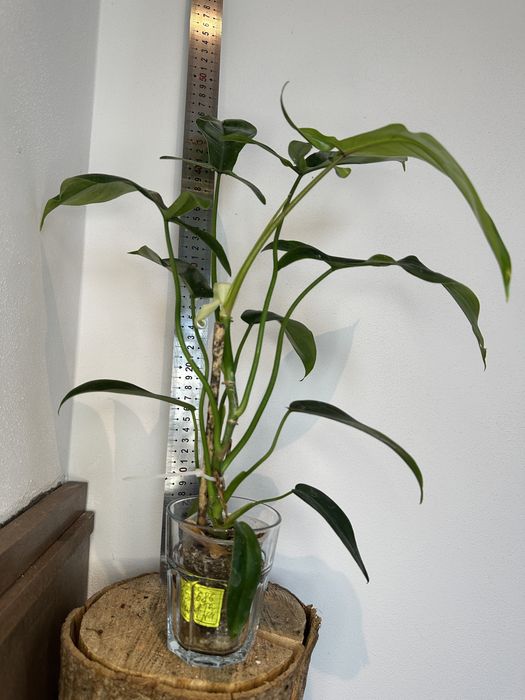 Філодендрон Philodendron 69686 Mod Ta Noi