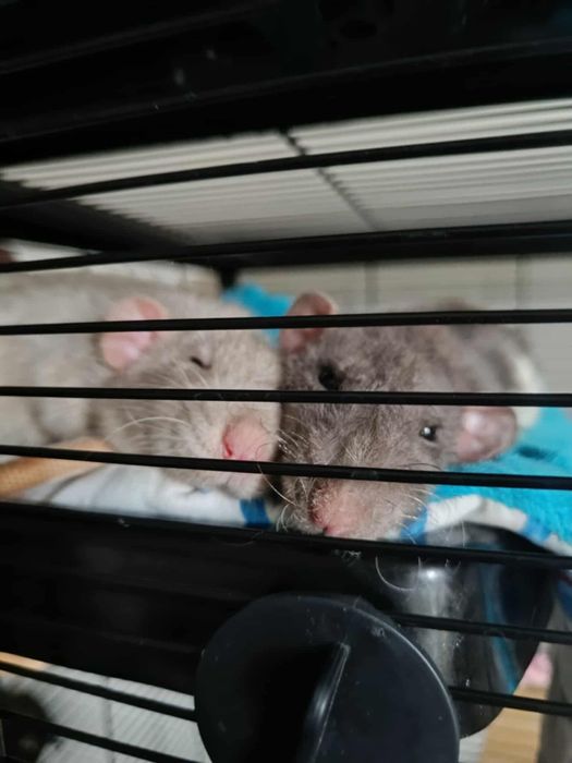 Sprzedam szczury z klatką i wyposażeniem
