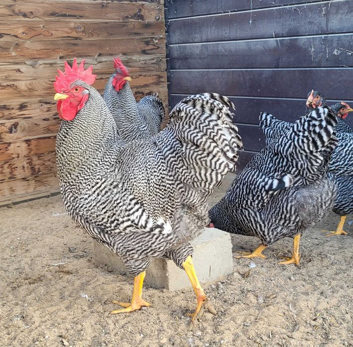 Amrock jaja lęgowe zapisy na rok 2026