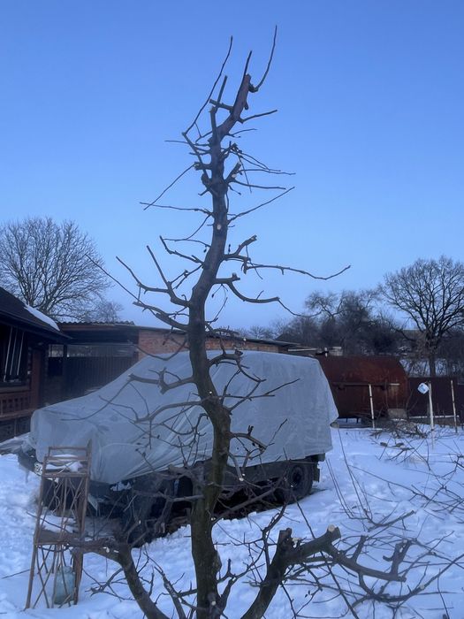 Професійна обрізка плодових дерев