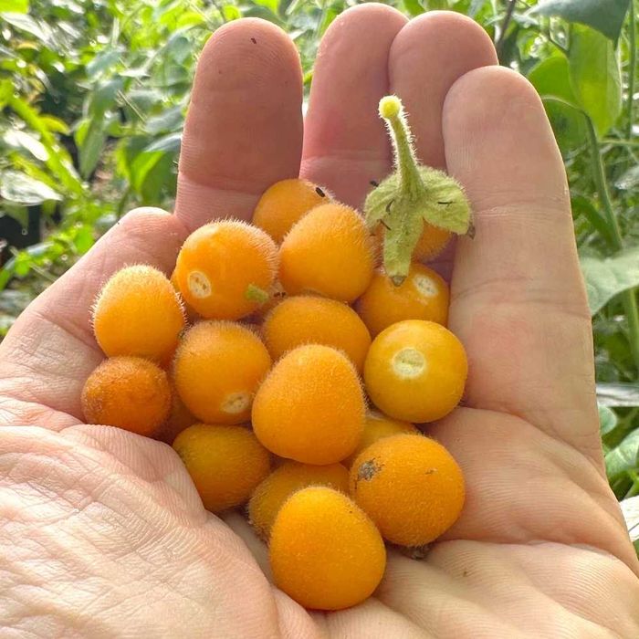 20 Sementes Tamarilho Anão - Solanum abutiloides