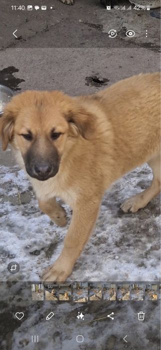 Отдам в добрые руки готового охранника