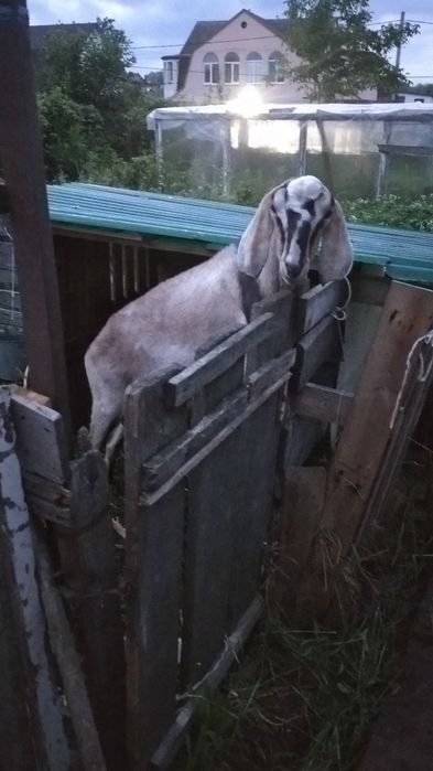 Продам козу, козла