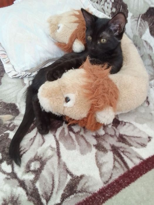 Кошенятко, чорна  дівчинка
