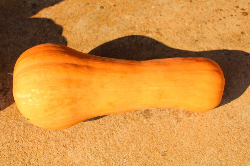 Abóboras de várias qualidades