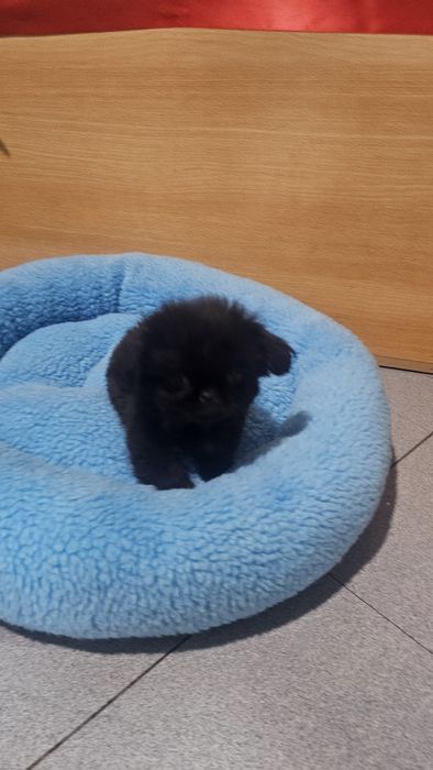 Pequinês preto macho