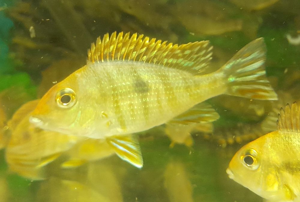 Ziemiojad Red head Tapajos. 8-9m. Wysyłka 10+1 gratis