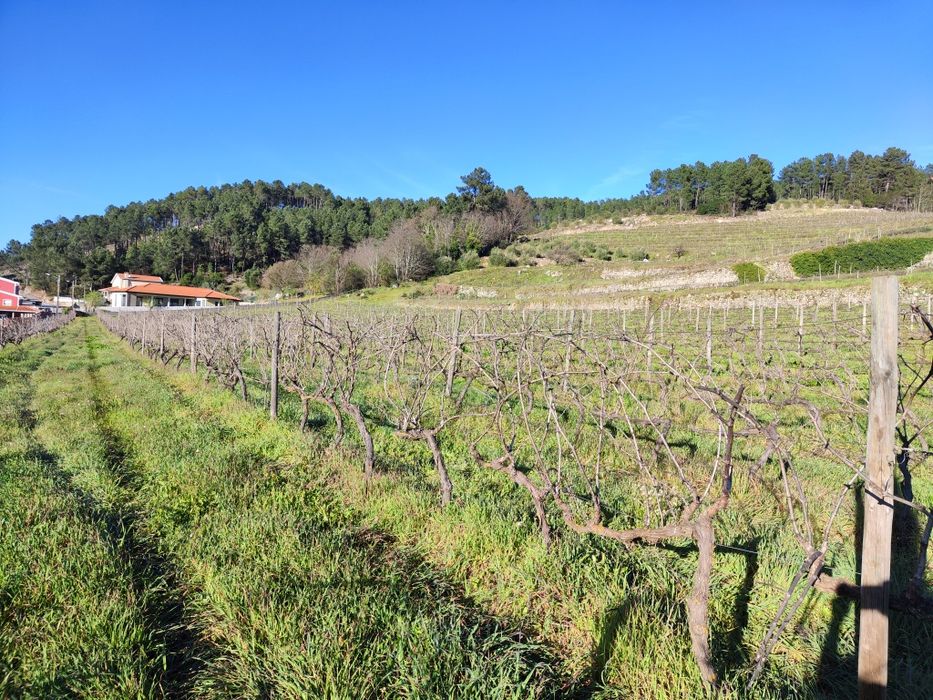 Quinta Ucanha 4 Hectares