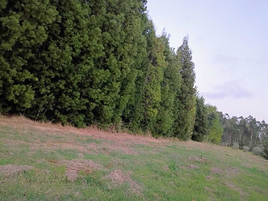 Grande Terreno 2745 M2 - Monte Arcado, Covoes