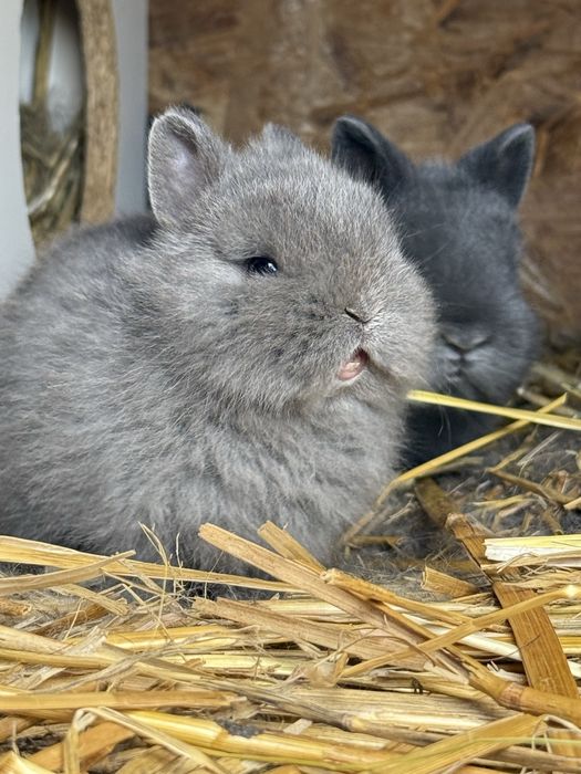 Króliki karzełki niebieskie samce