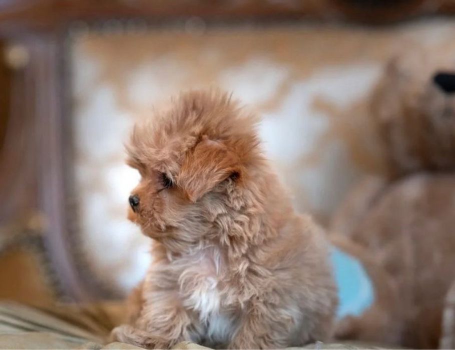 Мікро міні та стандарт Мальтіпу