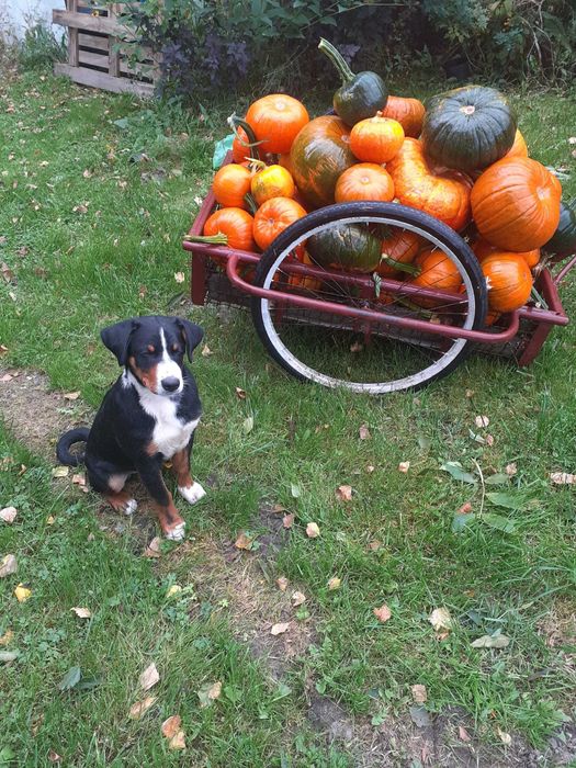 Szczeniak suczka rasy Appenzeller Szwajcarski pies pasterski
