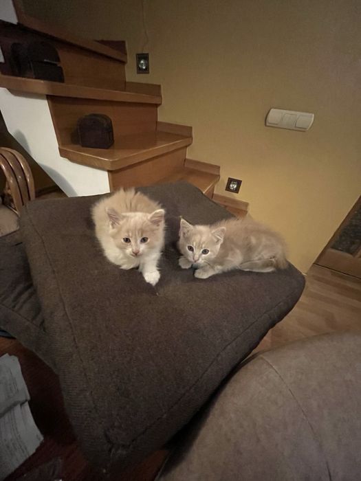 Кошенята (хлопчик та дівчинка)