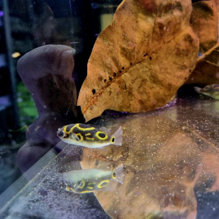 Kolcobrzuch dwuplamy/ Kolcobrzuch z ósemką (Tetraodon biocellatus)