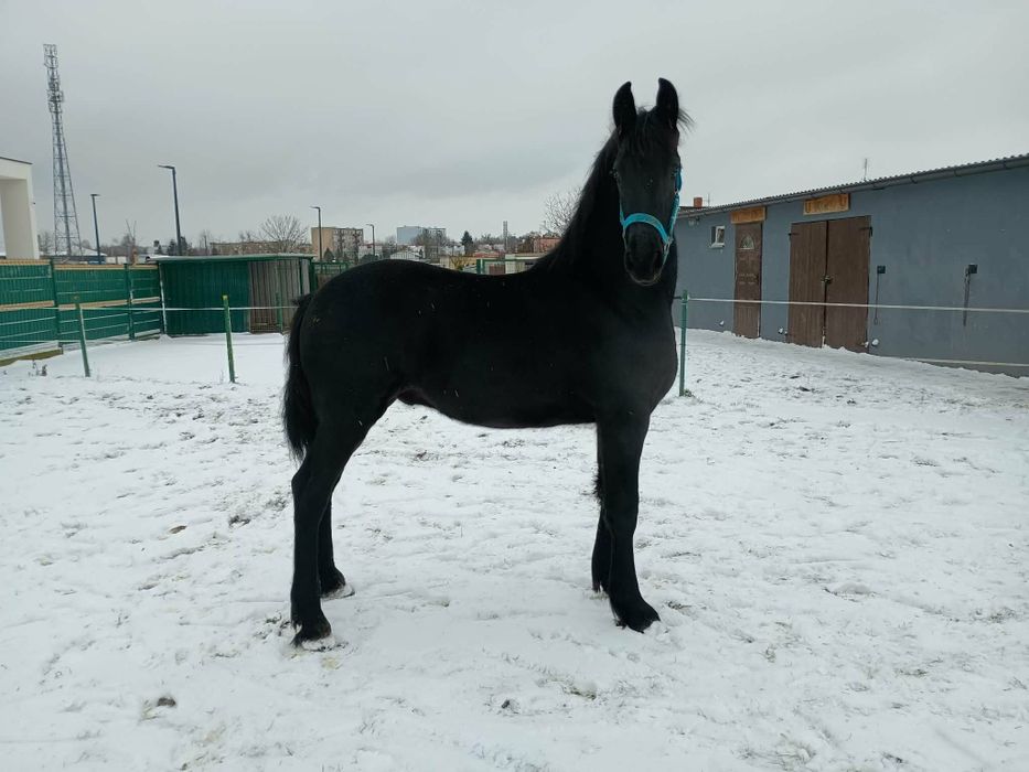 Sprzedam ogierka fryzyjskiego