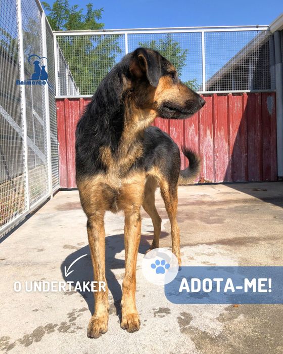 Undertacker - cao jovem porte grande