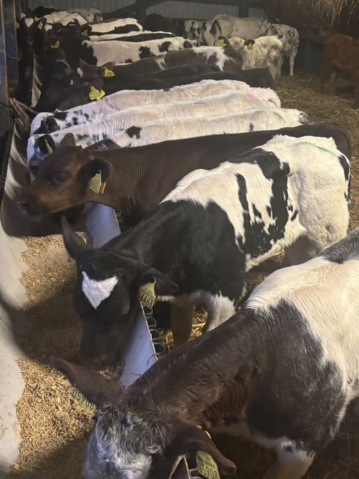 Byczki miesne oraz krzyzowki na stalej paszy