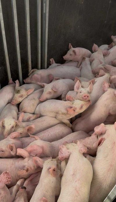 Свиноферма на 5600 кв. м