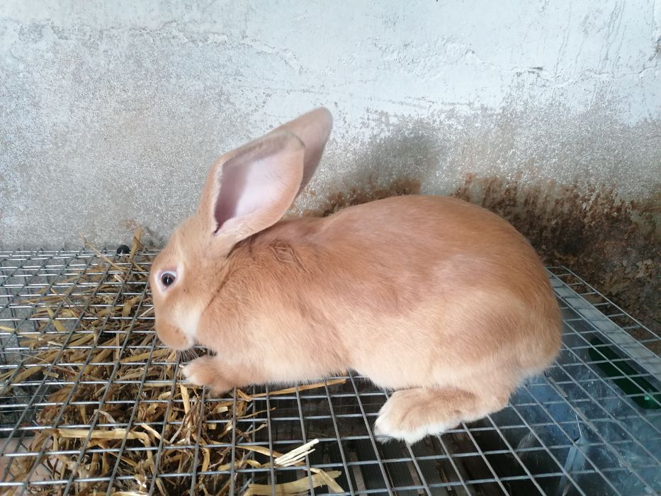 Coelho Macho F1 hycole - 3 meses