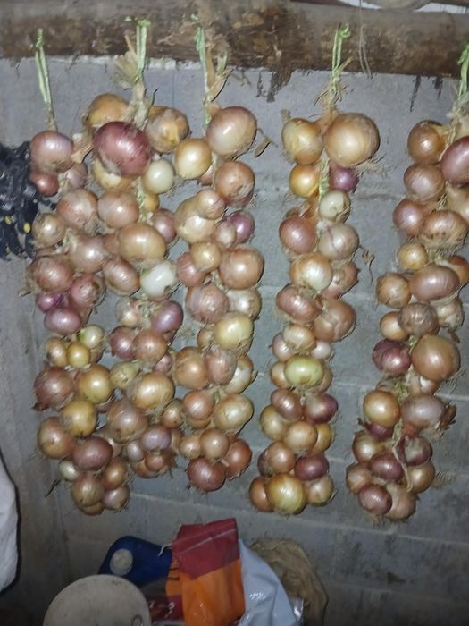 Cebolas biológicas