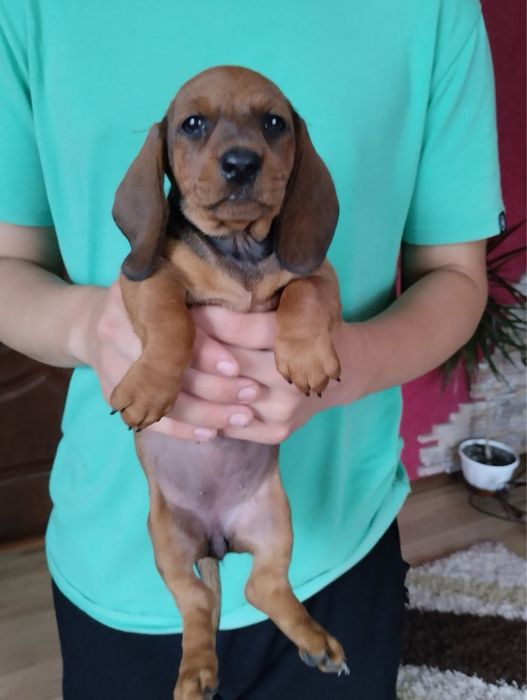 Продам цуценят Таксенят