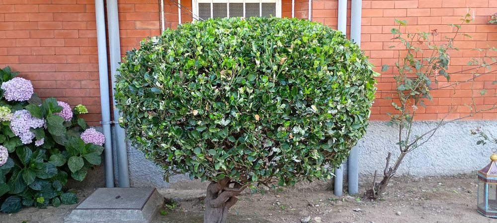 Jardineiro Em Porto/Gaia - Manutenção, Limpeza e Montagem de Jardins