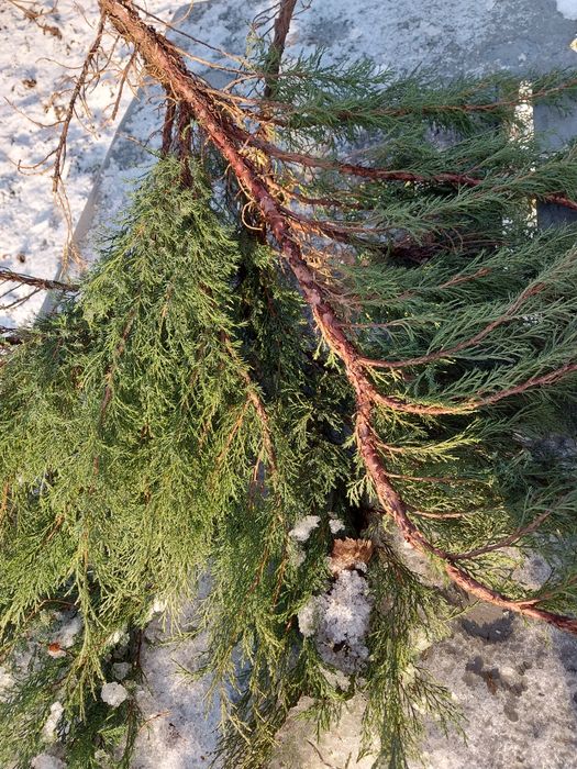 Ялівець/ Можевельник козацький/гілки для декору