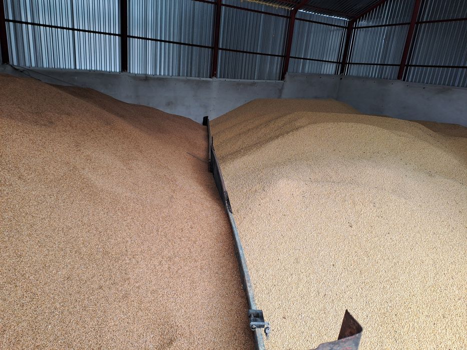 Продам класичну сою 60 т