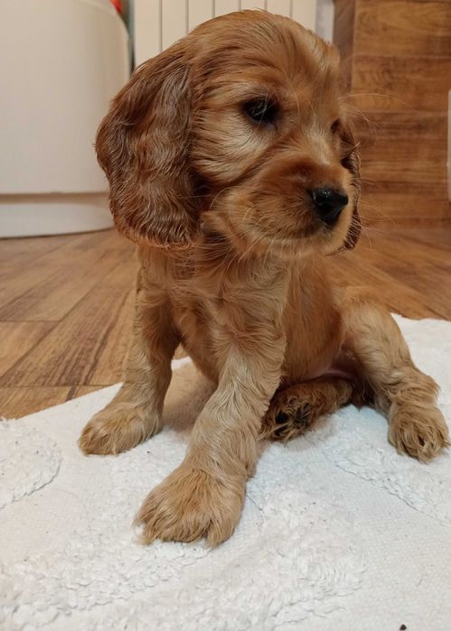 Przepiękny szczeniak rasy Cocker Spaniel