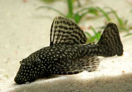 Zbrojnik Ancistrus Glonojad