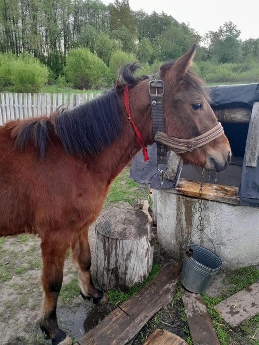 Продаю кобилка  спокіна
