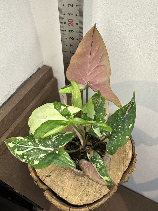 Сингоніум Syngonium Red Spot Tricolor