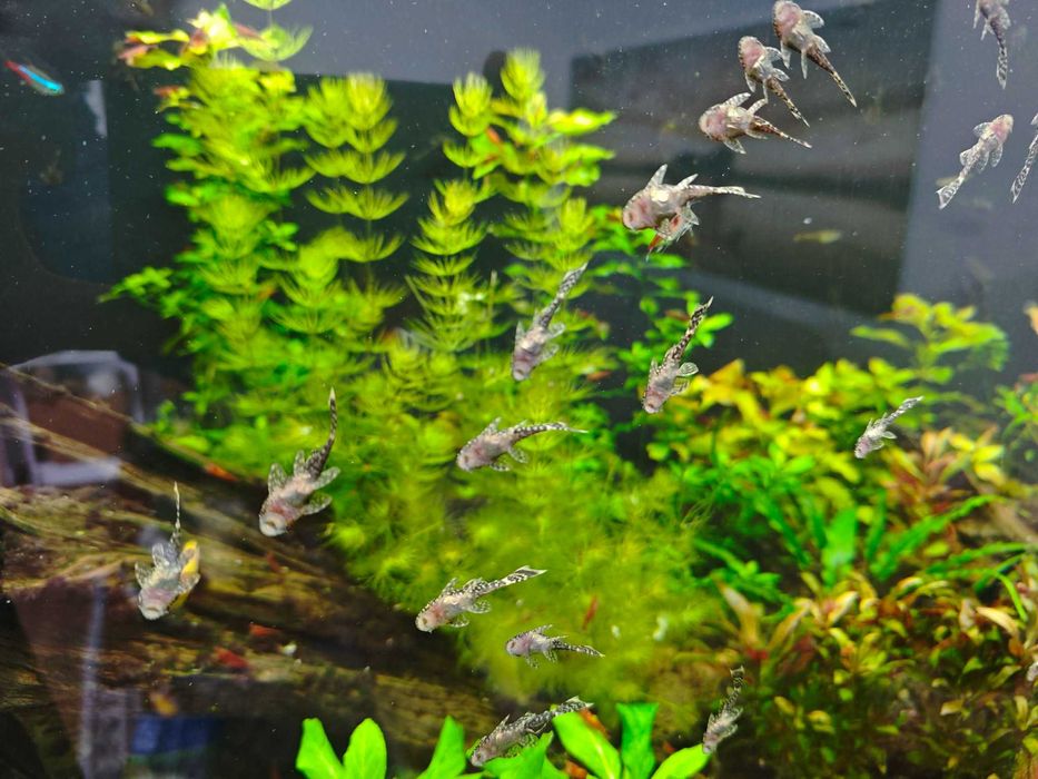 Zbrojnik Pospolity, Glonojad, Ancistrus