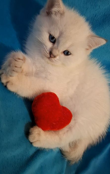 Ласковые котята ждут Вас