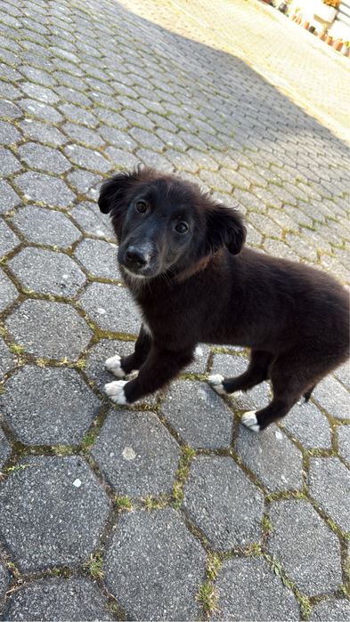 Doacao de cadela com 5 meses