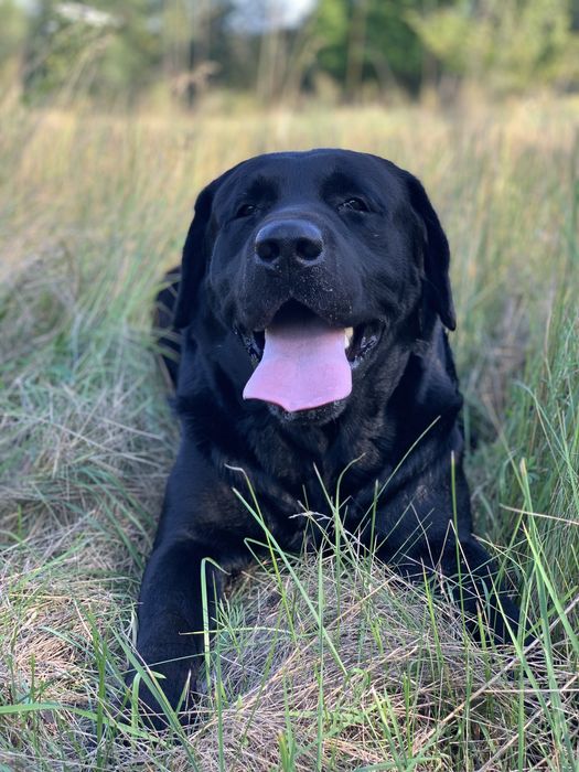 Кобель лабрадора ретривера для вʼязки