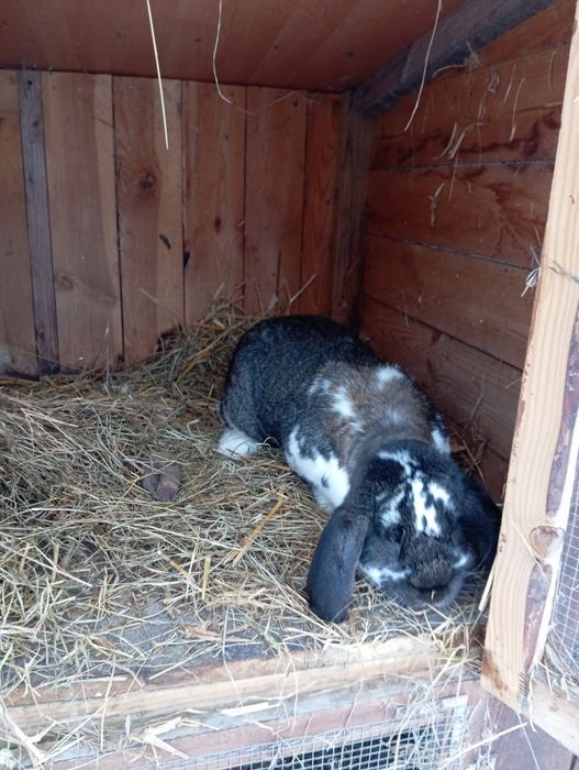 Samiec baran francuski