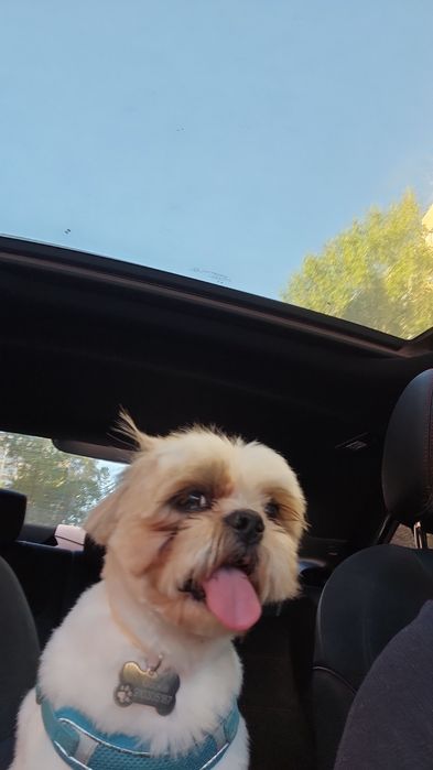 Da-se cãozinho shi-tsu