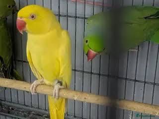 Ring necks verdes e amarelos