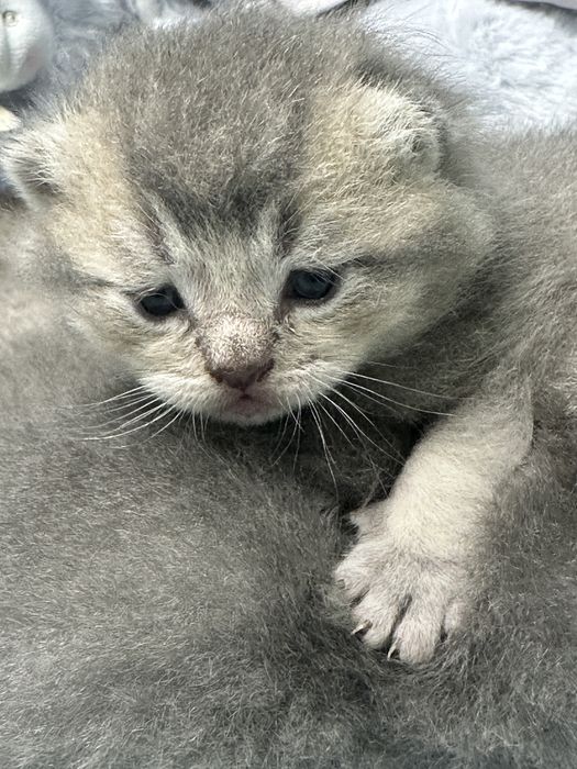 Gatinho britânico de cor ouro azul