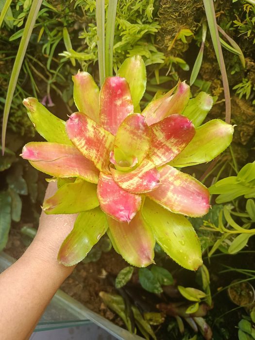 Неорегелія Neoregelia sp mini